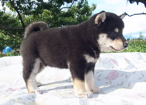 柴犬