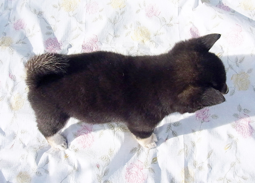 柴犬