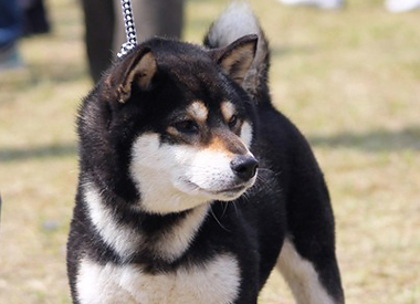 柴犬の父親犬