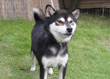 柴犬の母親犬