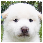 ブリーダー直接販売の柴犬（白柴・白柴犬）の子犬