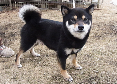 柴犬の母親犬