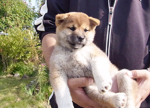 ブリーダー直接販売の柴犬（赤柴・赤柴犬）の子犬