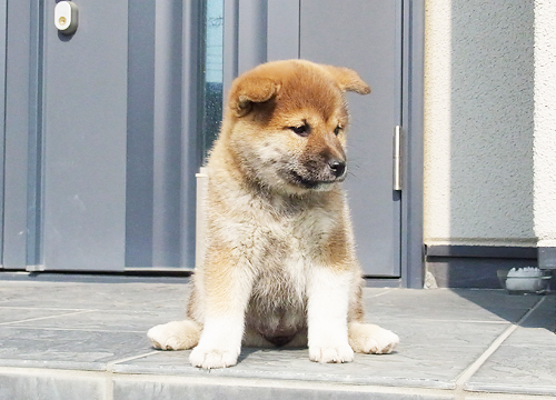 ブリーダー直接販売の柴犬（赤柴・赤柴犬）の子犬