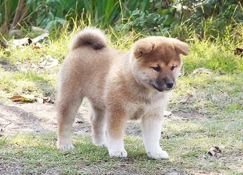 ブリーダー直接販売の柴犬（赤柴・赤柴犬）の子犬