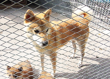 柴犬の母親犬