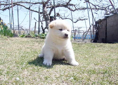 ブリーダー直接販売の柴犬（白柴・白柴犬）の子犬