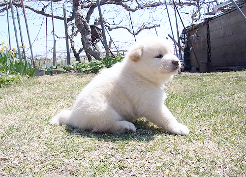 ブリーダー直接販売の柴犬（白柴・白柴犬）の子犬