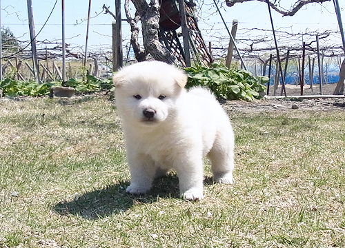 柴犬 赤柴 黒柴 白柴 ブリーダー子犬直販 ペットノート