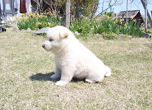 ブリーダー直接販売の柴犬（白柴・白柴犬）の子犬