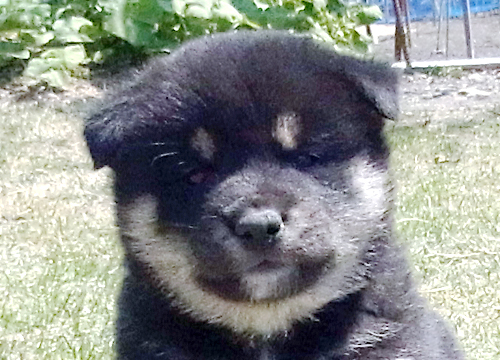 ブリーダー直接販売の柴犬(黒柴・黒柴犬)の子犬