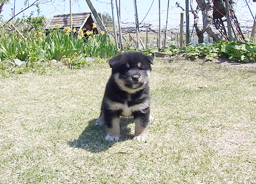 ブリーダー直接販売の柴犬(黒柴・黒柴犬)の子犬