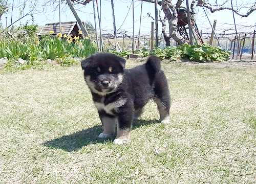 ブリーダー直接販売の柴犬（黒柴・黒柴犬）の子犬