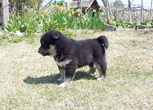 ブリーダー直接販売の柴犬(黒柴・黒柴犬)の子犬
