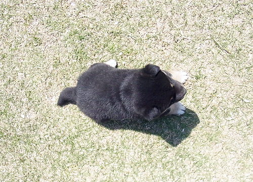 ブリーダー直接販売の柴犬(黒柴・黒柴犬)の子犬