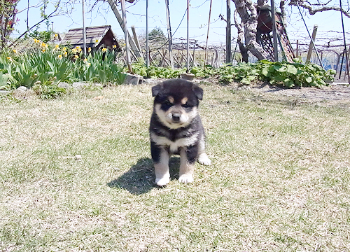 ブリーダー直接販売の柴犬（黒柴・黒柴犬）の子犬