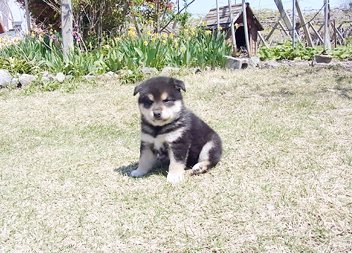 ブリーダー直接販売の柴犬（黒柴・黒柴犬）の子犬