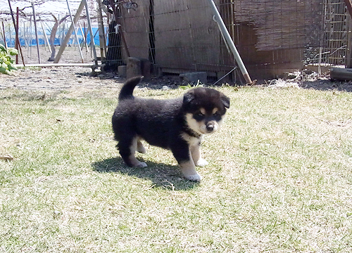 ブリーダー直接販売の柴犬（黒柴・黒柴犬）の子犬