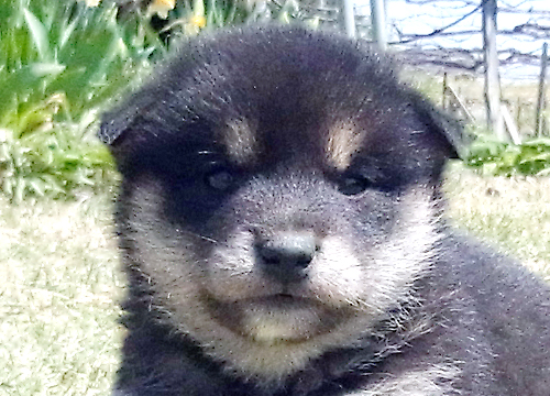 ブリーダー直接販売の柴犬(黒柴・黒柴犬)の子犬