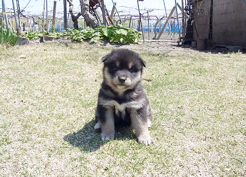 ブリーダー直接販売の柴犬(黒柴・黒柴犬)の子犬