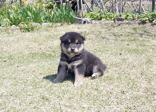 ブリーダー直接販売の柴犬(黒柴・黒柴犬)の子犬