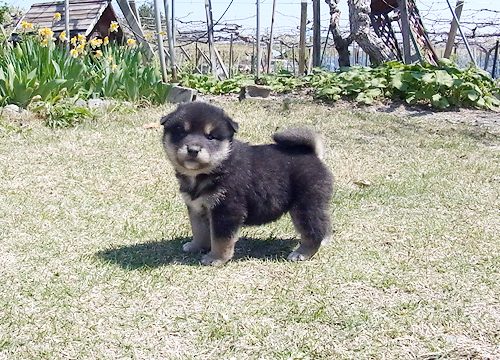 ブリーダー直接販売の柴犬(黒柴・黒柴犬)の子犬