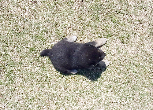 ブリーダー直接販売の柴犬(黒柴・黒柴犬)の子犬