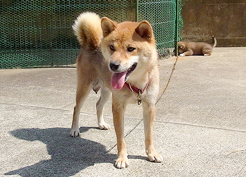 柴犬の母親犬