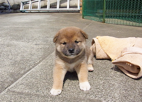 ブリーダー直接販売の柴犬（赤柴・赤柴犬）の子犬