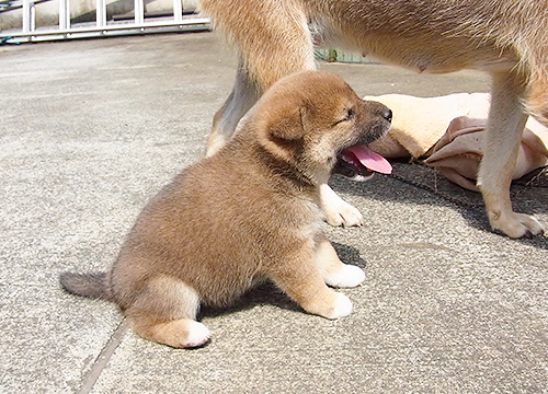 ブリーダー直接販売の柴犬（赤柴・赤柴犬）の子犬