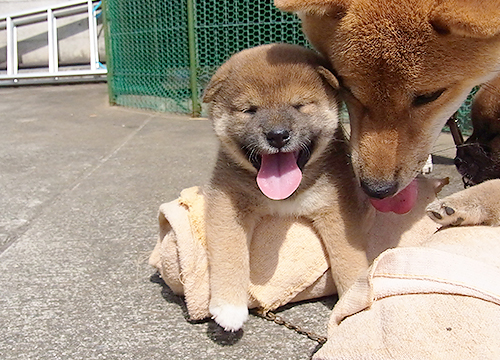 ブリーダー直接販売の柴犬（赤柴・赤柴犬）の子犬