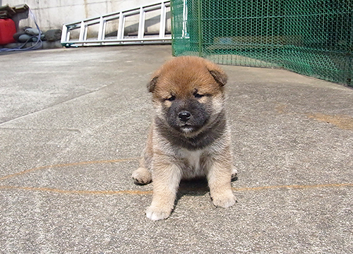 ブリーダー直接販売の柴犬（赤柴・赤柴犬）の子犬