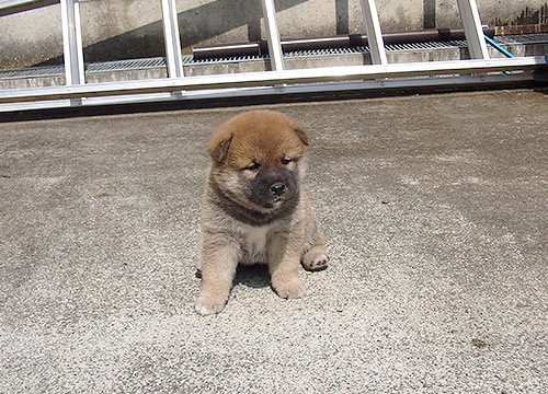 ブリーダー直接販売の柴犬（赤柴・赤柴犬）の子犬