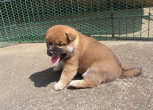 ブリーダー直接販売の柴犬（赤柴・赤柴犬）の子犬