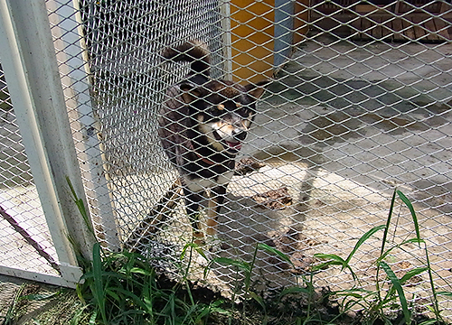 柴犬の母親犬