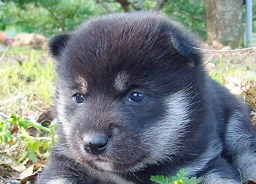 ブリーダー直接販売の柴犬（赤柴・赤柴犬）の子犬