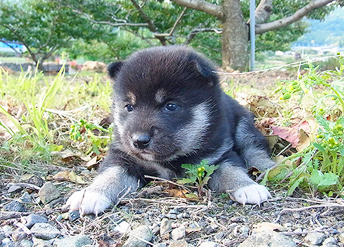 ブリーダー直接販売の柴犬（赤柴・赤柴犬）の子犬