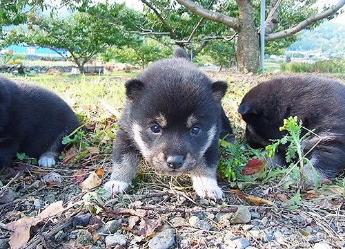 ブリーダー直接販売の柴犬（赤柴・赤柴犬）の子犬