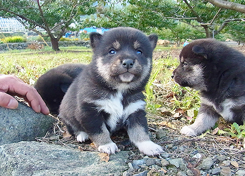 ブリーダー直接販売の柴犬（赤柴・赤柴犬）の子犬