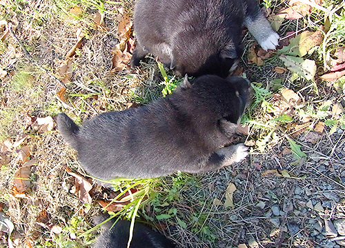 ブリーダー直接販売の柴犬（赤柴・赤柴犬）の子犬