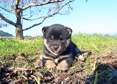 ブリーダー直接販売の柴犬（黒柴・黒柴犬）の子犬