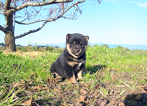 ブリーダー直接販売の柴犬（黒柴・黒柴犬）の子犬