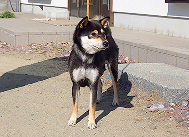 柴犬の母親犬