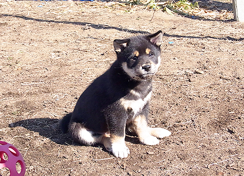 ブリーダー直接販売の柴犬（黒柴・黒柴犬）の子犬