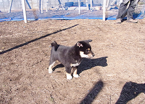 ブリーダー直接販売の柴犬（黒柴・黒柴犬）の子犬
