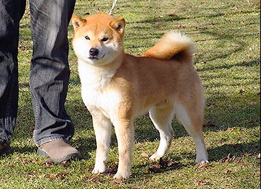 柴犬の父親犬