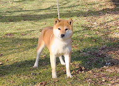 柴犬の母親犬