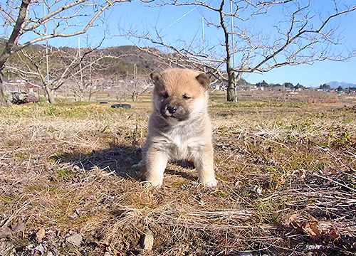 ブリーダー直接販売の柴犬（赤柴・赤柴犬）の子犬