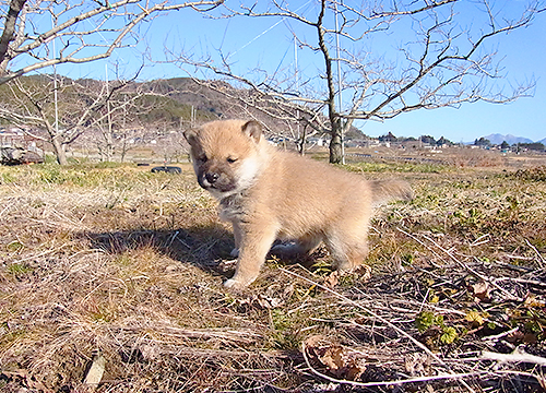 ブリーダー直接販売の柴犬（赤柴・赤柴犬）の子犬