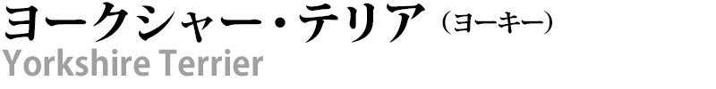 ヨークシャー・テリア（ヨーキー）